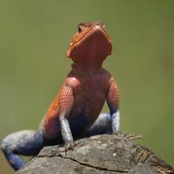 Lizard / SOL