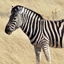 zebra