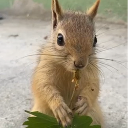 ACORN