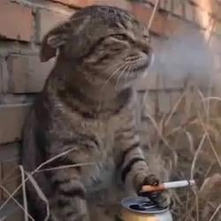 DCAT
