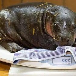 Brötchen
