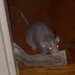 CASHRAT