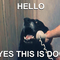 CALLDOG / SOL