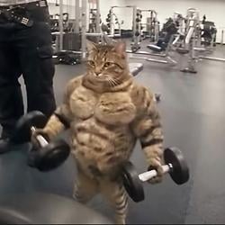 CATGYM