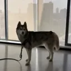 WOLF / SOL