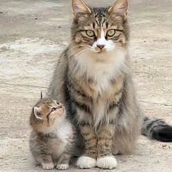 UNDERCAT