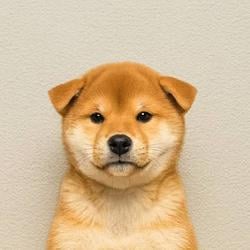 Inu / SOL