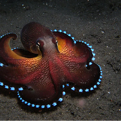 OCTO8