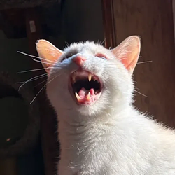 E / SOL