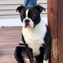 FRANKIE