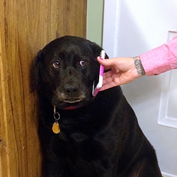 calldog