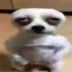 choppydog