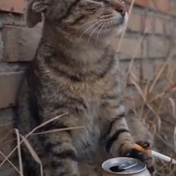 Drunk Cat
