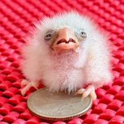 FALCON