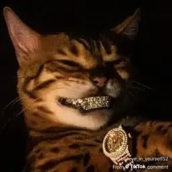LarpCat