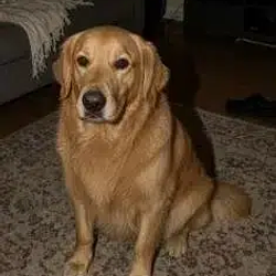 cosmo