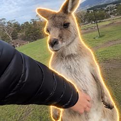 kangaroo / SOL