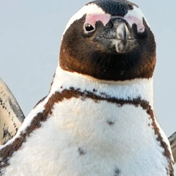 PENGU