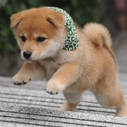 Mamesuke