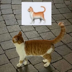 cat / SOL