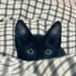 lolcat
