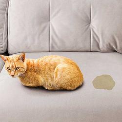 Pisscat
