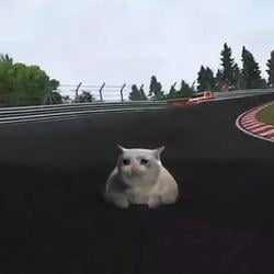 Race Cat