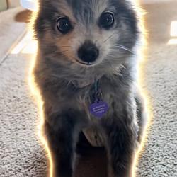 Pepper