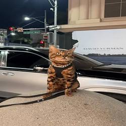 Bengal / WETH