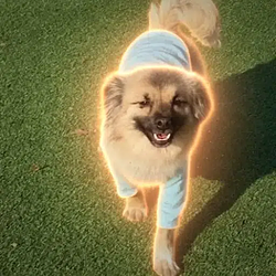 Chopa / SOL