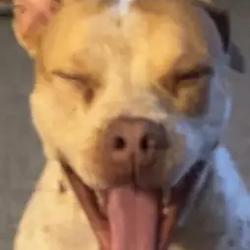 Bitbull