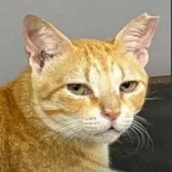 GUNDAVLI
