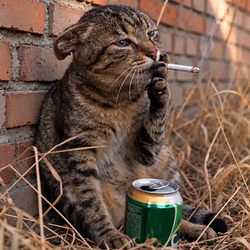 cigcat