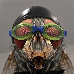 NASFLY