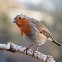ROBIN