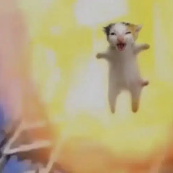 HAPPYCAT