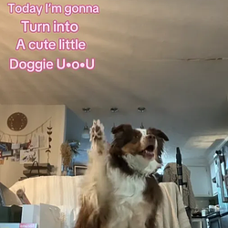 ANIMAL