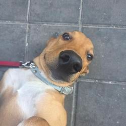 PINKY