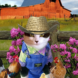 farmcаt / SOL