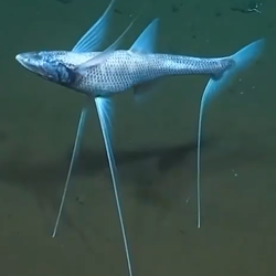 tripodfish