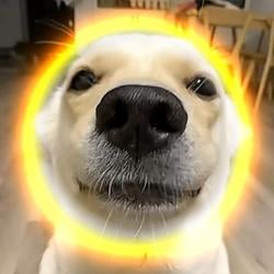 PET