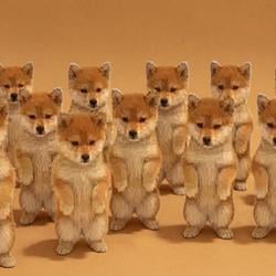 Shibes