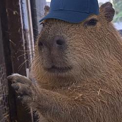 Capycap