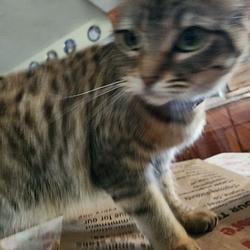 kitkat