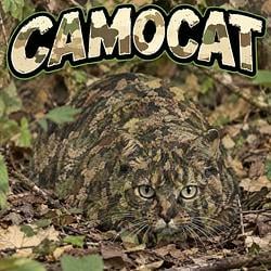 $camcat$ / SOL