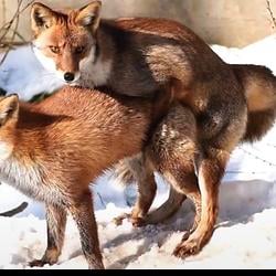 Horny Fox