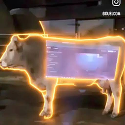 COW