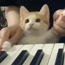 小猫 / SOL