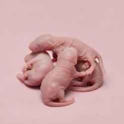 MICE