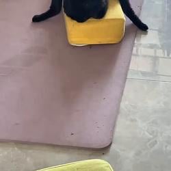 Spider Cat